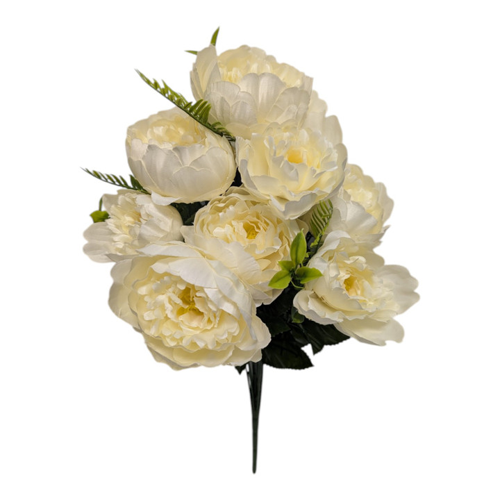 Cream Peonies