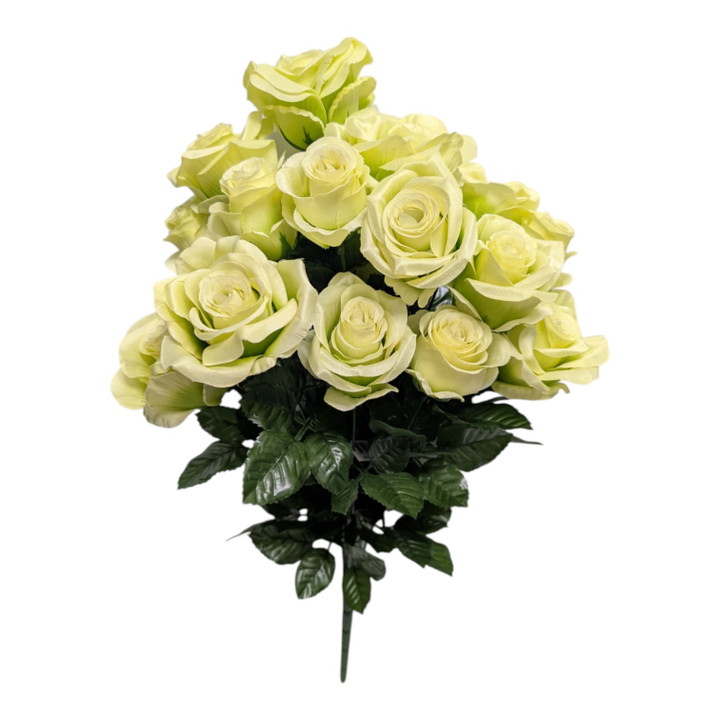 23" Pale Lime Green Rose Bush