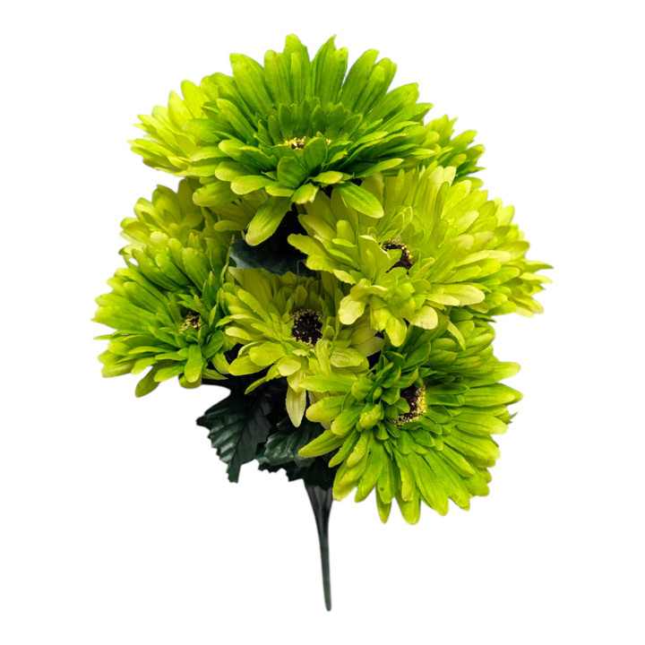 Shades of Lime Green Gerber Daisies