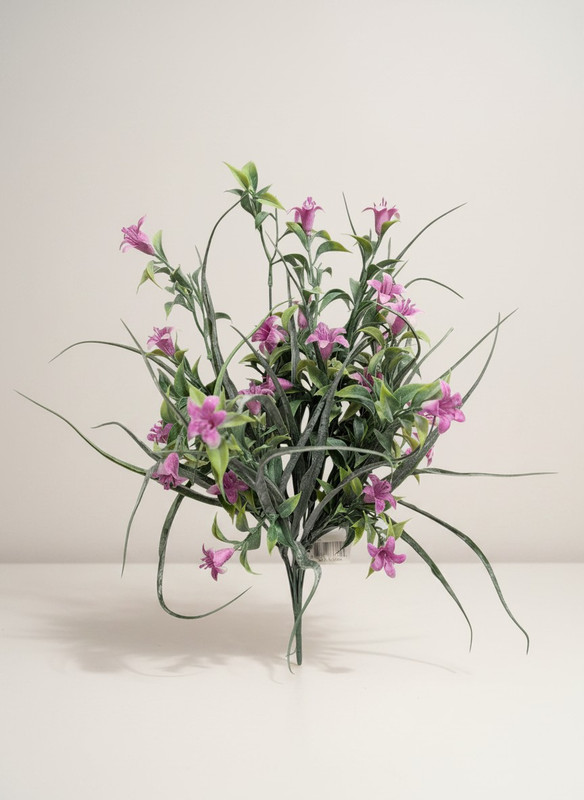 Frosted Mini Bell Bush - Purply Pink