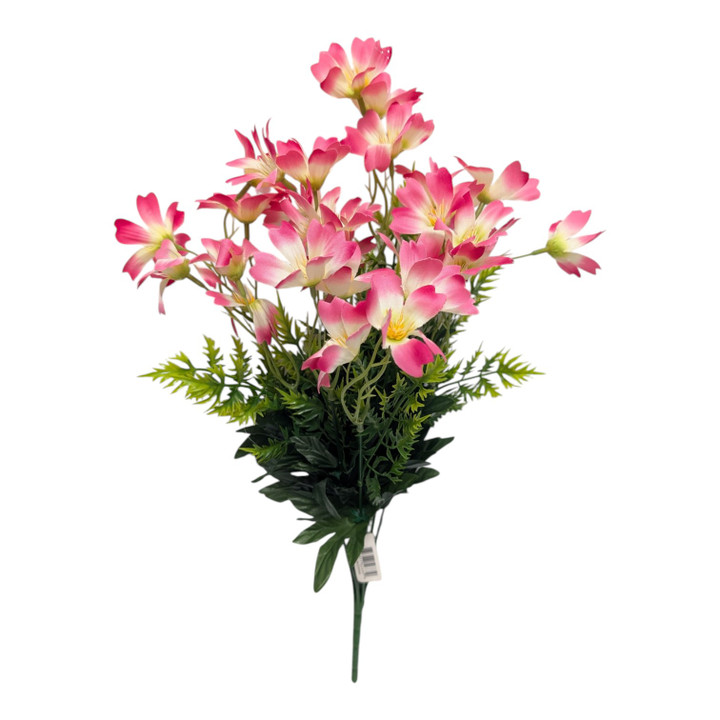 Beauty Pink & Cream Blossom Bush