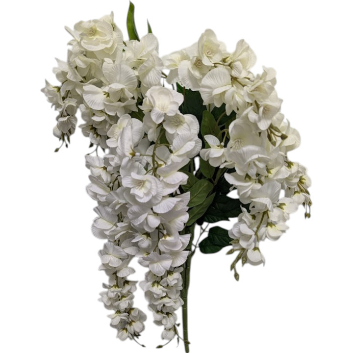 Cream Wisteria Bush