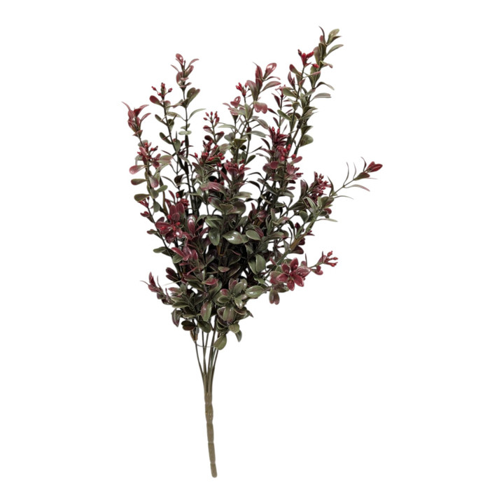18" Burgundy Boxwood Bush