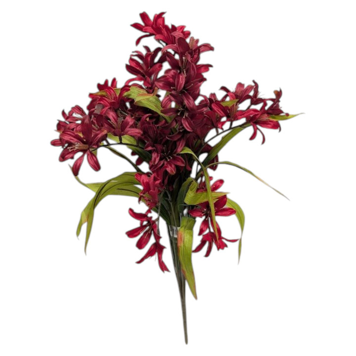 Burgundy Freesia Bush