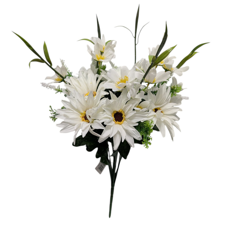 Creamy White African Daisy Bush