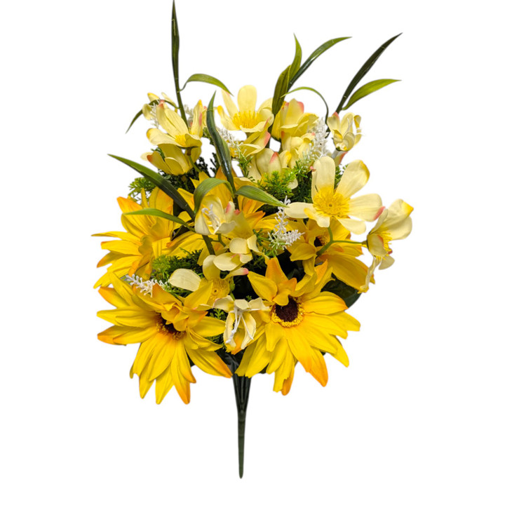 Yellow / Butter African Daisy Bush