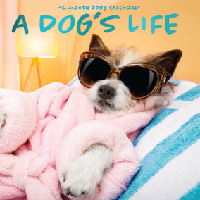 16-Month 2027 Wall Calendar - A Dog's Life