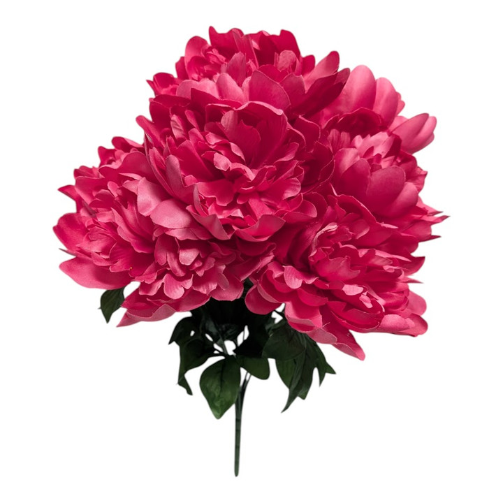 Beauty Pink Peonies