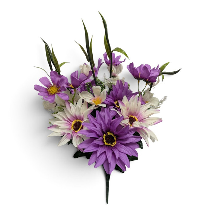 Purple / White African Daisy Bush