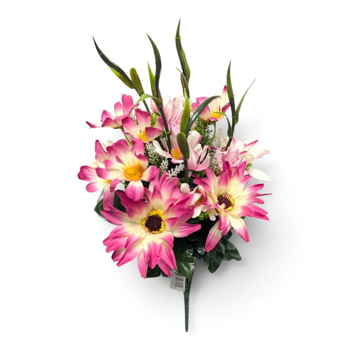 Beauty Pink / Cream African Daisy Bush