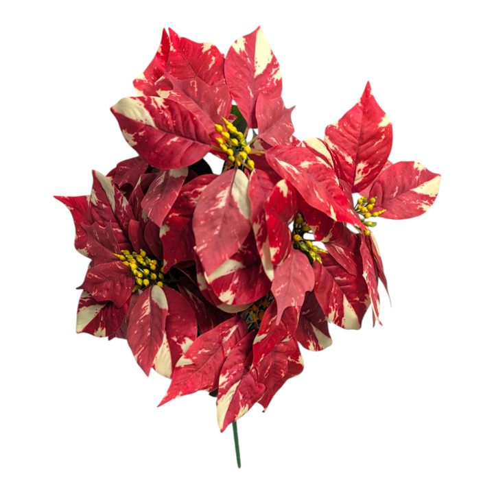 Red & Cream Variegated Poinsettia Bush