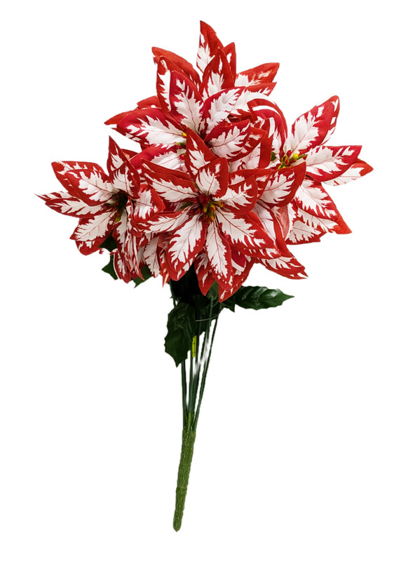 Candy Cane Colors Poinsettia Bush Ben Franklin Online