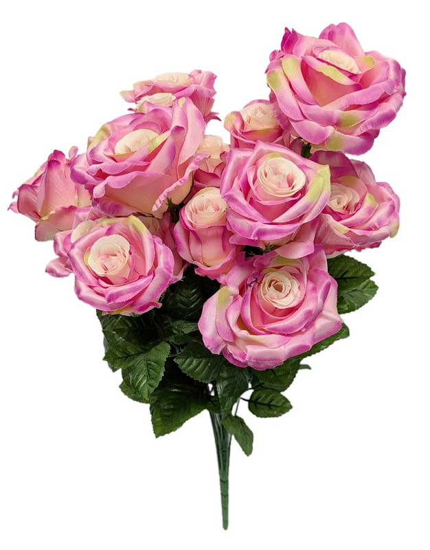 Open Roses & Rose Buds Bush  - Beauty Pink with Cream Highlights