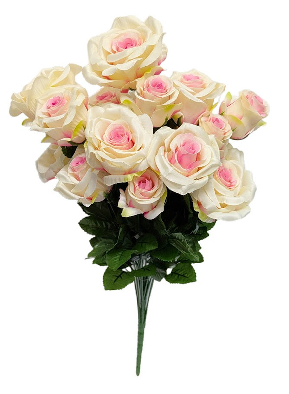  23" Cream with Pink Highlights Rose Bush