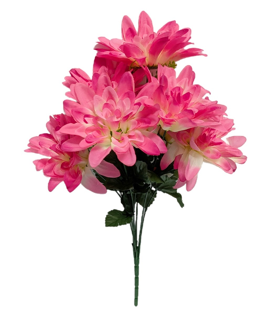 Dahlias