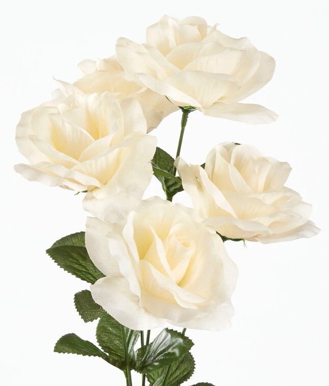Small Rose Bushes