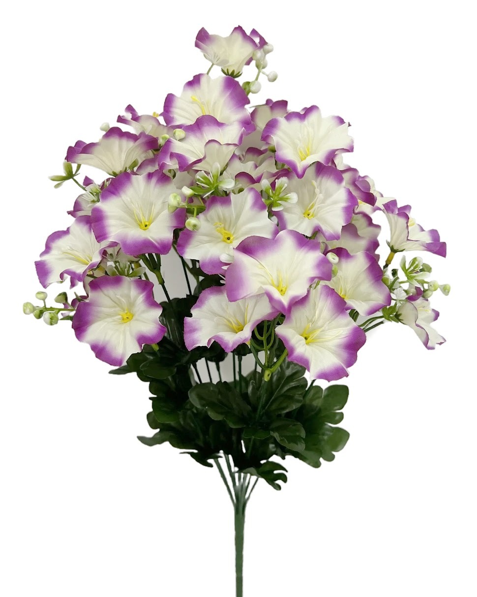 Morning Glories