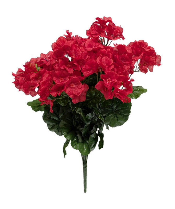 Geraniums