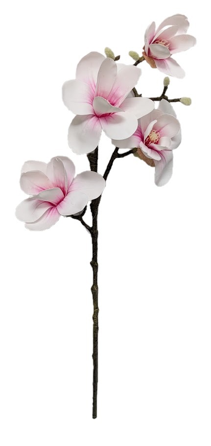 Magnolias