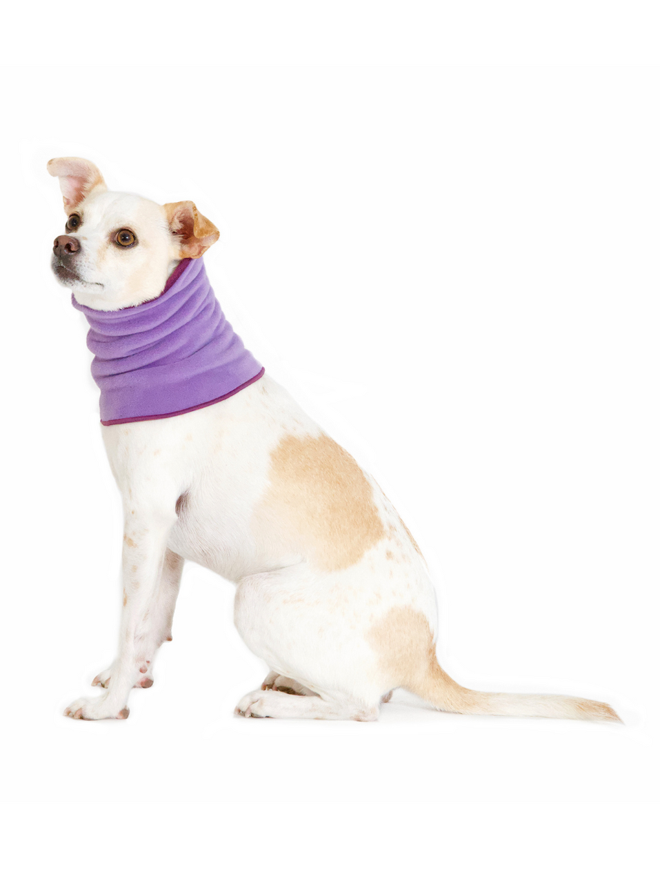 Gold Paw Dog Snood - Lavender/Eggplant - Medium