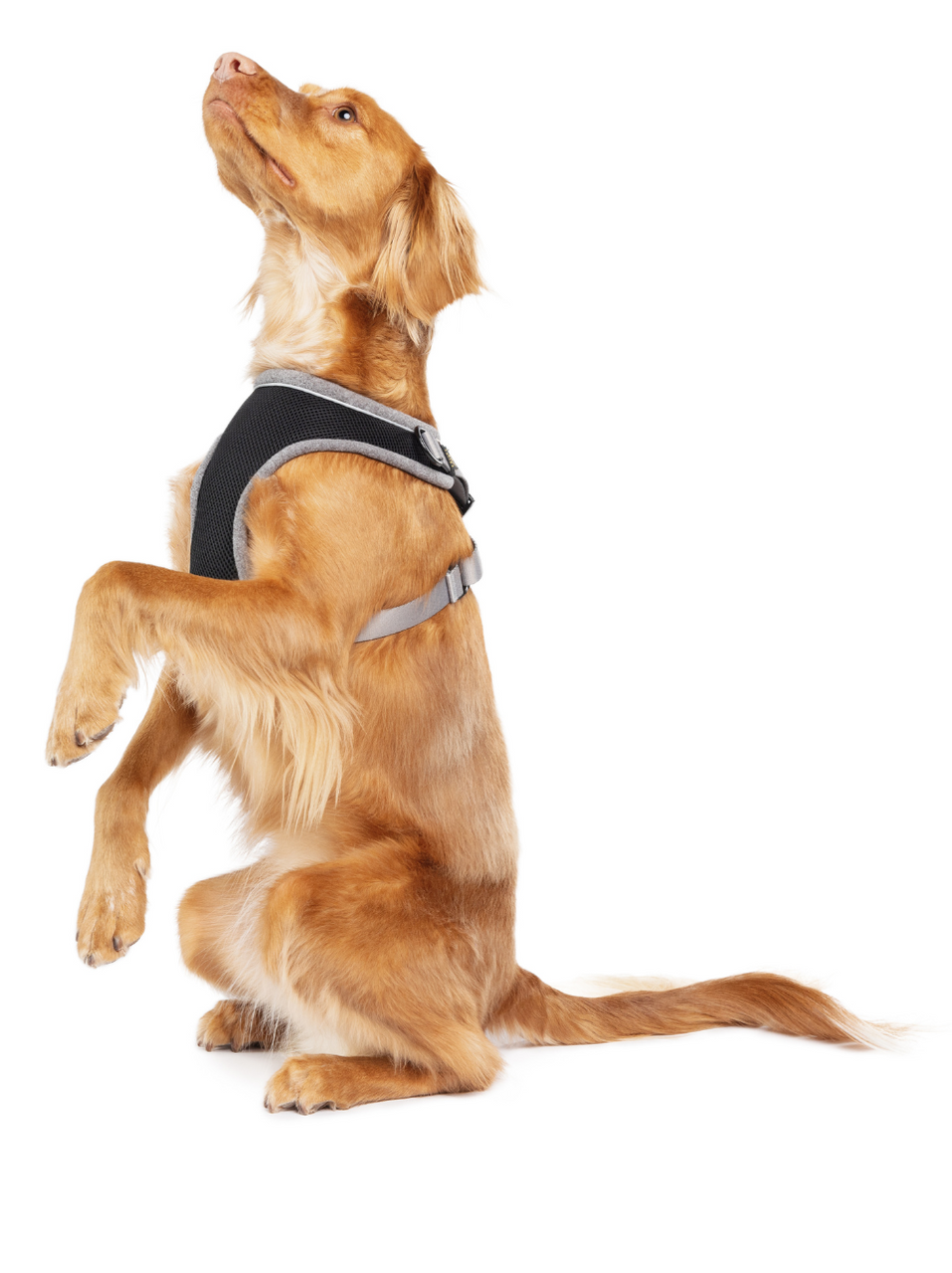 Dog Body Harness