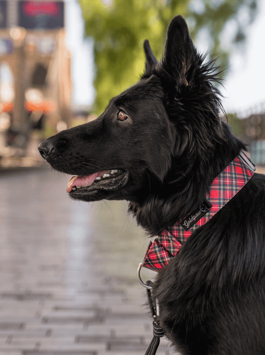 Featherweight Martingale Collar