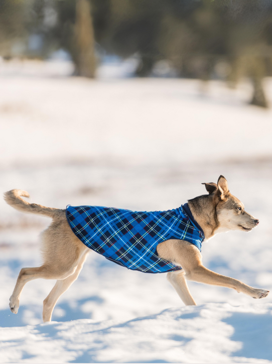 Stretch Fleece Onesie in Leopard (Made in the USA, DOG & CO. + GOLD PAW  Exclusive!)