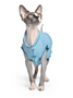 hairless sphinx cat loves to wear a blue uv-blocking sun tee to protect it