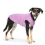 dark fur dog wearing a purple sun tee to protect from UV