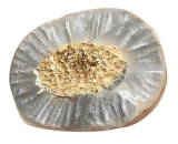 Master Replicas Group T-Rex Broken Tooth Educational Series Fossil Replica