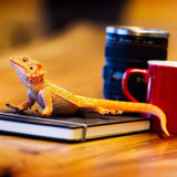 Bearded Dragon 8-Inch Realistic Amphibian Figure Safari Incredible Creatures 263129