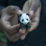 Panda Cub 2.5-Inch Realistic Figure Wildlife Series Collection 228829