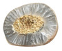 Master Replicas Group T-Rex Broken Tooth Educational Series Fossil Replica