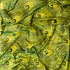Lime Layered Peacock Feathers Poly Charmeuse #32017 Fabric By The Yard - Wide shot