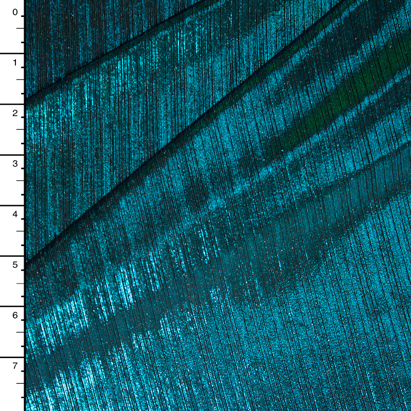 Cali Fabrics | Teal on Black Lined 4-way Stretch Metallic