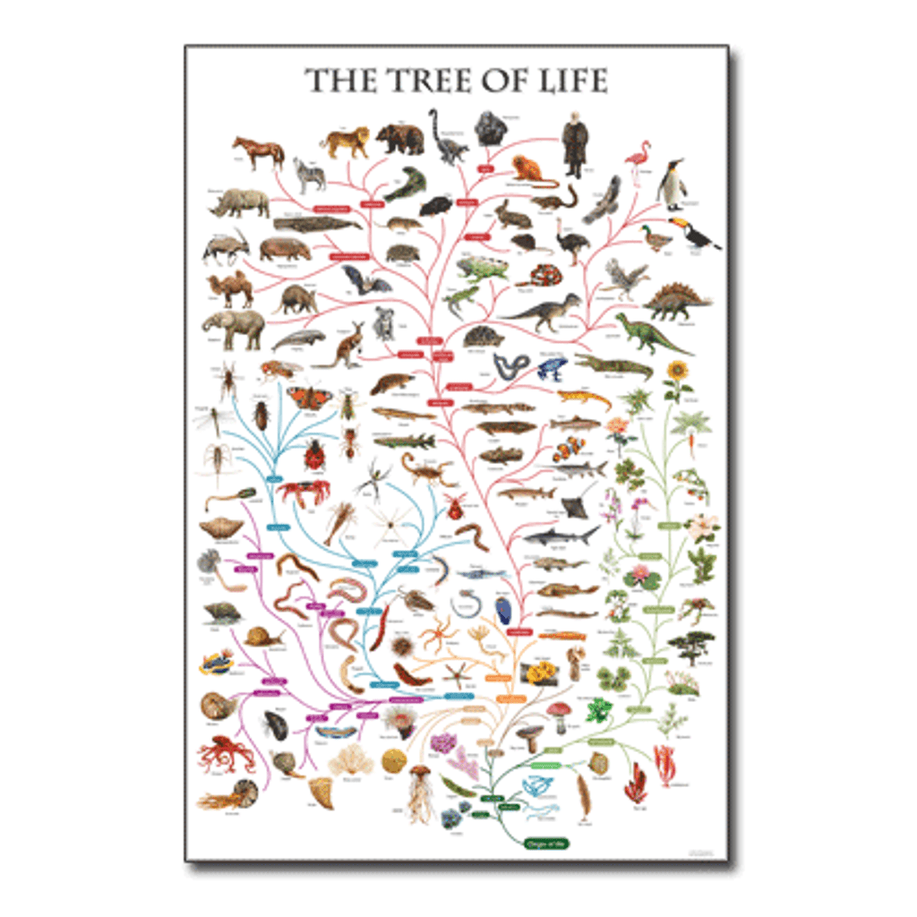 Tree of life chart -Cladistics