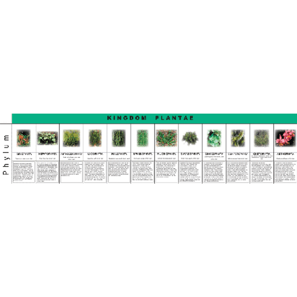 Plant Kingdom Charts (printed on pvc cards)