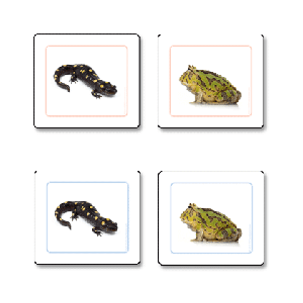Amphibians Matching Cards pvc