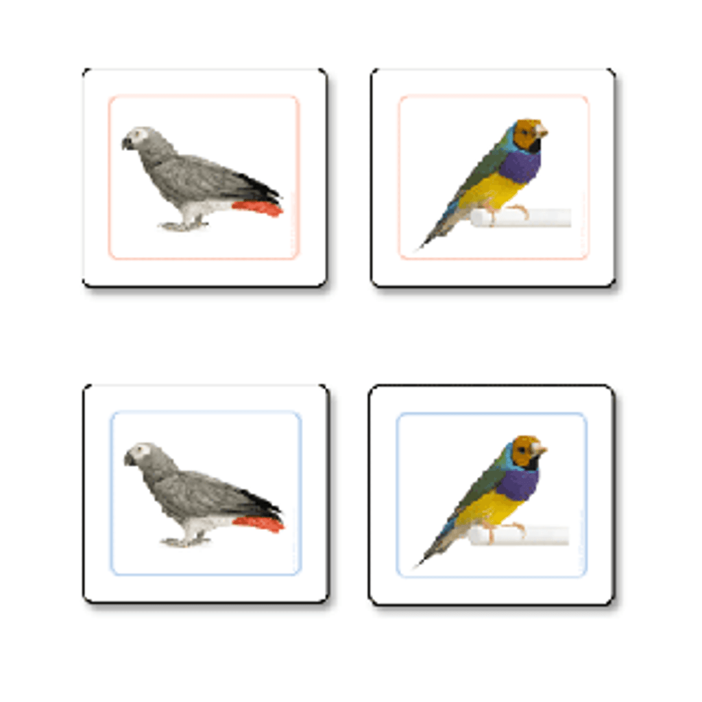 Birds Matching Cards