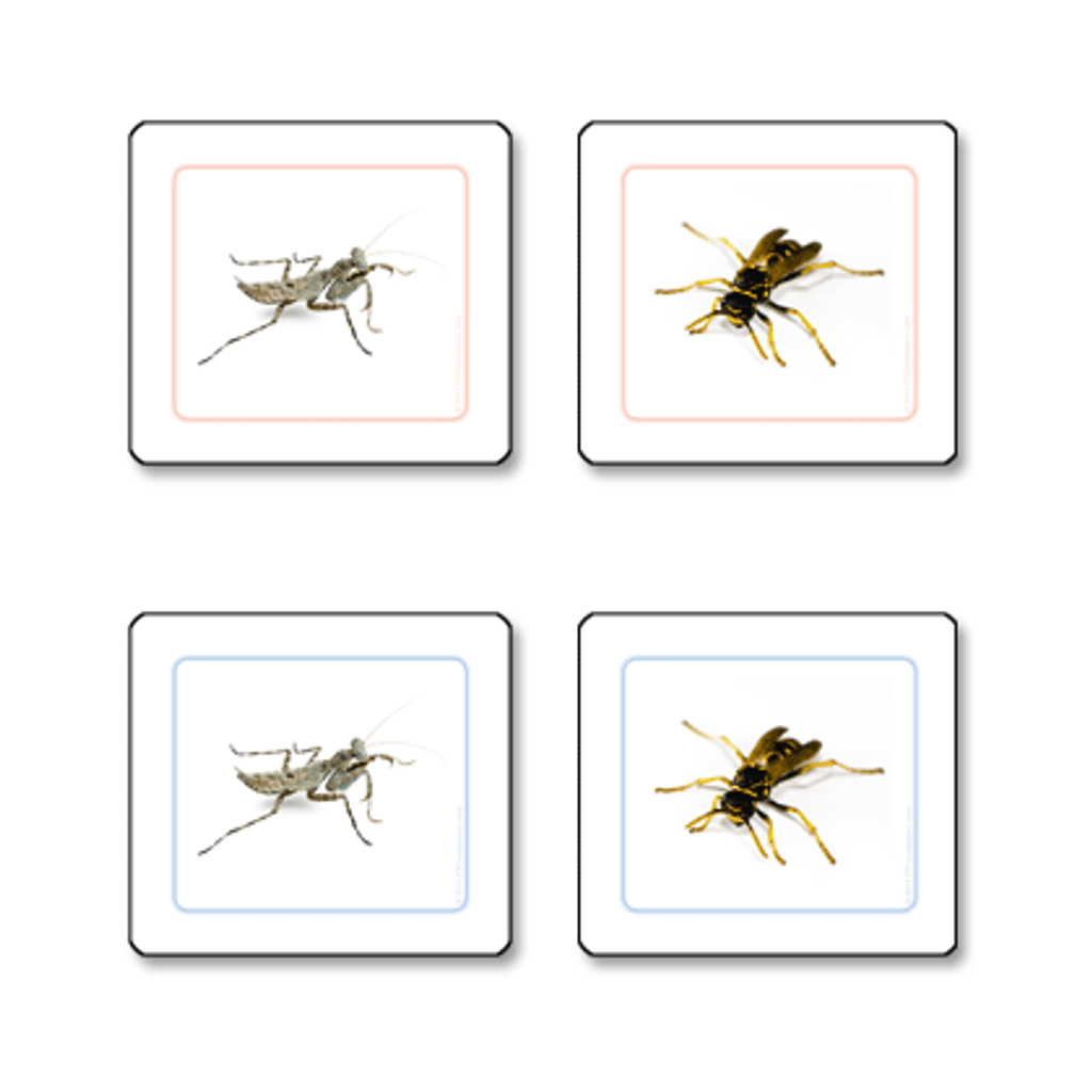 Insects Matching cards 40 cards