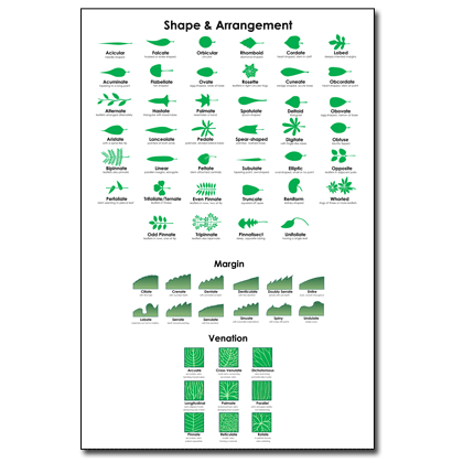 Leaf Chart 105x85 cm Think Education Supplies