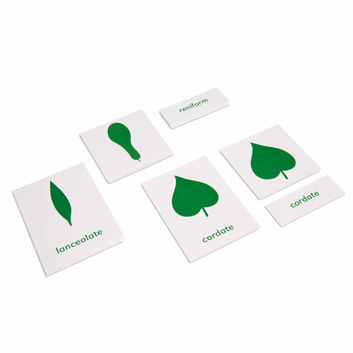 Botany Cabinet: Nomenclature Cards Botany Cabinet: Nomenclature Cards