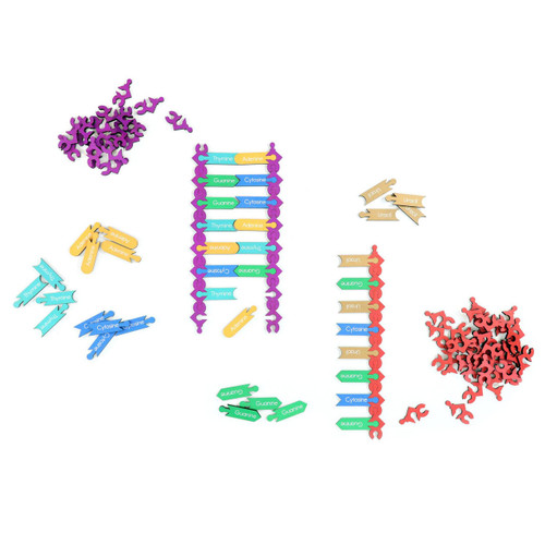 DNA and RNA Replacement Pieces