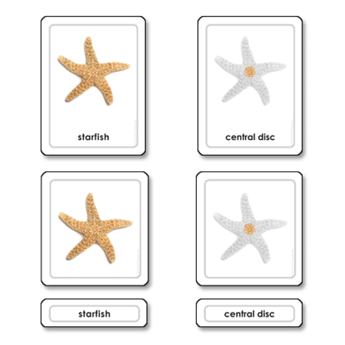 Part of a Starfish (Echinoderms) - 3 Part Cards