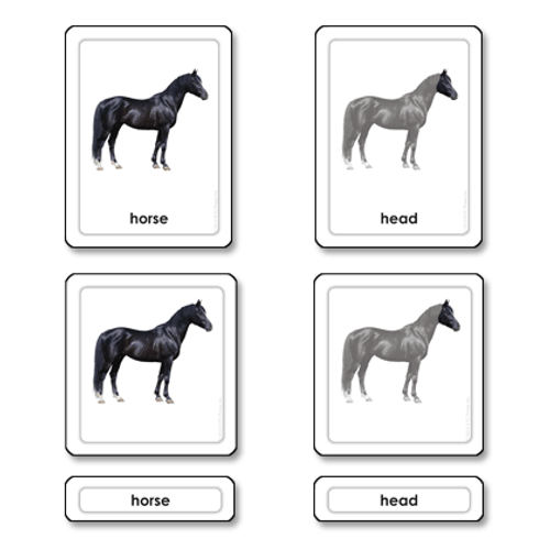 Part of a Horse - 3 Part Cards