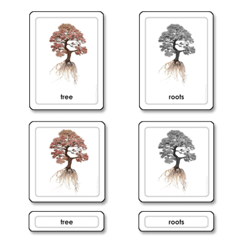 Part of a Tree - 3 Part Cards