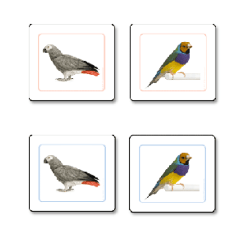 Bird - Matching Cards