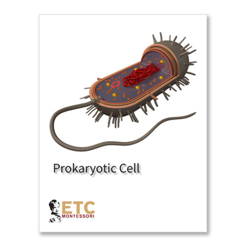 Prokaryotic Cell , comes pre cut and printed on PVC