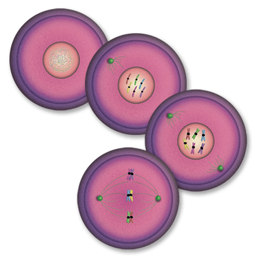 Cell Meiosis, pre cut and printed on PVC