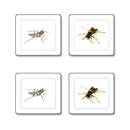 Insects - Matching Cards